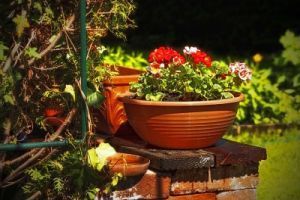 Die letzten Beauty-Tipps für den Garten - Bild: atanaspaskalev auf Pixabay Die letzten Beauty-Tipps für den Garten - Bild: atanaspaskalev auf Pixabay
