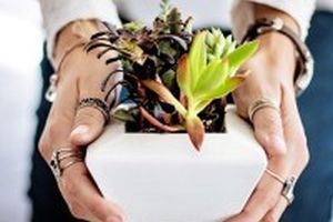 Drei Gr&uuml;nde, warum Pflanzen jede Wohnung aufwerten - Bild: DomPixabay auf Pixabay