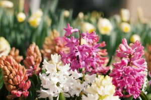 Die Hyazinthe ist eine beliebte Fr&uuml;hlingsblume, bekannt f&uuml;r ihren intensiven Duft und ihre leuchtenden Farben.