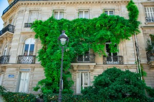 Gr&uuml;ne Fassaden gestalten: Verwandeln Sie Ihre Hauswand in eine bl&uuml;hende Oase - Bild: Daphné Be Frenchie / Unsplash