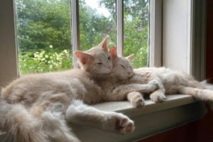 Fenster austauschen: Der beste Zeitpunkt - Bild: Carol Highsmiths America / Unsplash