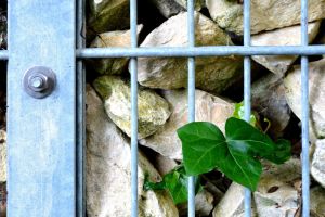 Sicht- und L&auml;rmschutz im Garten: Vorteile eines Gabionenzauns - Bild: PIRO / Pixabay