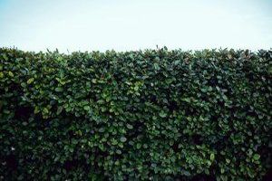 Eine Gartenhecke ist eine Bepflanzung aus Heckenpflanzen, die als Abgrenzung, Sichtschutz oder Schmuckelement im Garten verwendet wird.