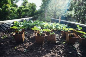 Hochbeet im Garten: Ein Garten-Traum in Reichweite - Bild: Markus Spiske / Unsplash