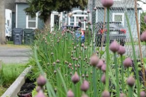 Hochbeet im Garten: Ein Garten-Traum in Reichweite - Bild: Jennifer Uppendahl / Unsplash