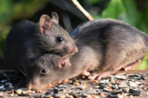 Wohngeb&auml;udeversicherung: Verborgene Risiken und nicht abgedeckte Sch&auml;den f&uuml;r Hausbesitzer - Bild: j. a. uppendahl / Unsplash