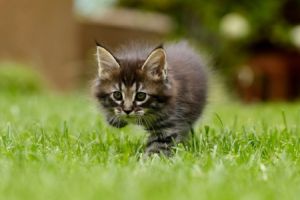 Eine Rasenfl&auml;che ist ein mit Gras bewachsener Bereich, der in der Regel gepflegt und regelm&auml;&szlig;ig gem&auml;ht wird.