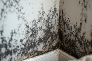 Schimmel bezieht sich auf einen Pilzbefall, der sich in Form von Pilzkolonien, Flecken oder Wachstum auf verschiedenen Oberflächen wie Wänden, Möbeln oder Lebensmitteln zeigt. Schimmel bezieht sich auf einen Pilzbefall, der sich in Form von Pilzkolonien, Flecken oder Wachstum auf verschiedenen Oberflächen wie Wänden, Möbeln oder Lebensmitteln zeigt.