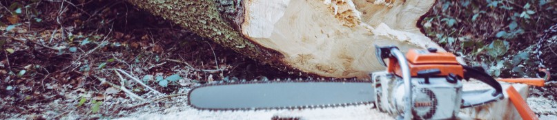 Baum f&auml;llen im Garten &ndash; So geht&rsquo;s sicher & gesetzeskonform