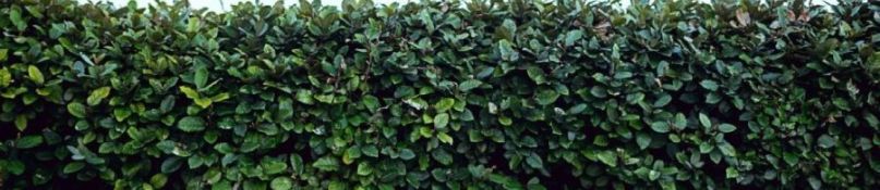 Was bei der Auswahl der richtigen Gartenhecke zu beachten ist Was bei der Auswahl der richtigen Gartenhecke zu beachten ist