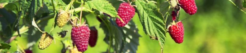 Himbeerstrauch