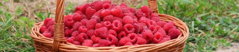 Effektiver Schutz f&uuml;r Ihren Garten: Wurzelsperre f&uuml;r Himbeeren richtig einsetzen