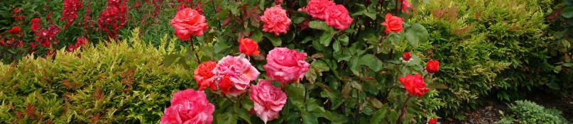 Die Vorteile von heimischen Pflanzen f&uuml;r Biodiversit&auml;t und Garten