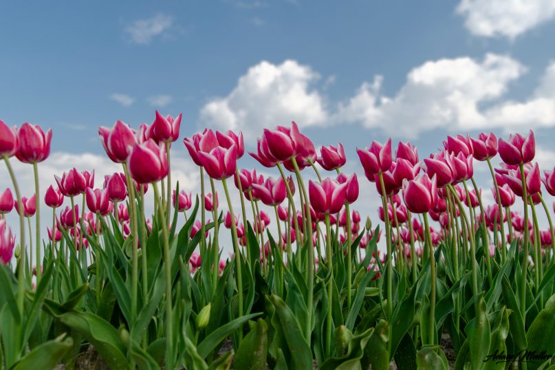 Tulpenpflanzung im Herbst: Durch das Pflanzen der Tulpenzwiebeln im Herbst k&ouml;nnen Hobbyg&auml;rtner sicherstellen, dass sie im Fr&uuml;hling in voller Pracht erbl&uuml;hen.