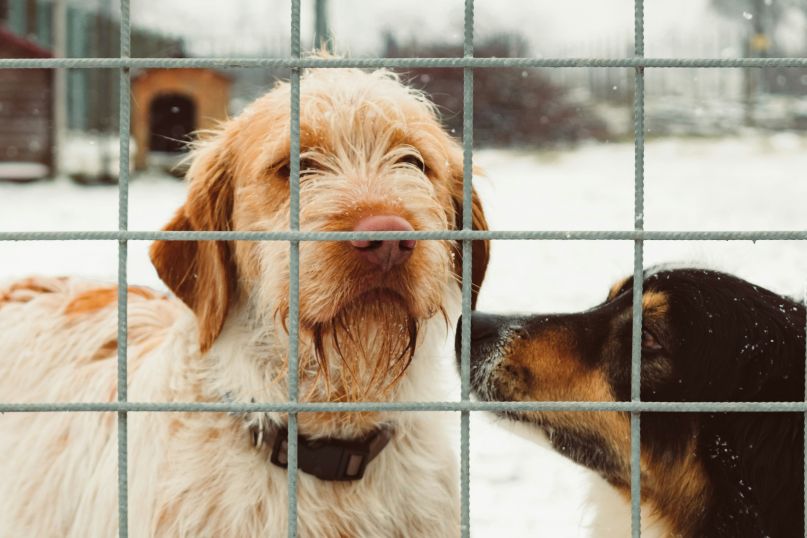 Langlebigkeit und Wartung von Doppelstabmattenz&auml;unen