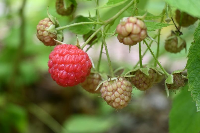 Der Einbau der Wurzelsperre erfordert einige Vorbereitungen und viel Sorgfalt, um sicherzustellen, dass sie effektiv funktioniert und Ihre Himbeerpflanzen in einem festgelegten Bereich gehalten werden