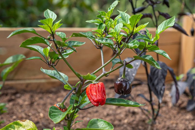 Gartenhochbeete: Frische Ernten im eigenen Garten genie&szlig;en