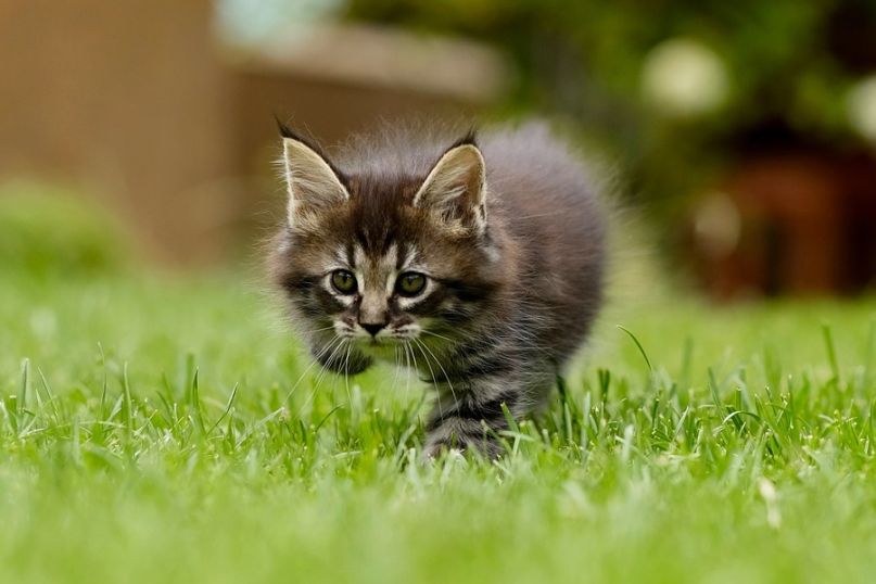 Eine Rasenfl&auml;che ist ein mit Gras bewachsener Bereich, der in der Regel gepflegt und regelm&auml;&szlig;ig gem&auml;ht wird.