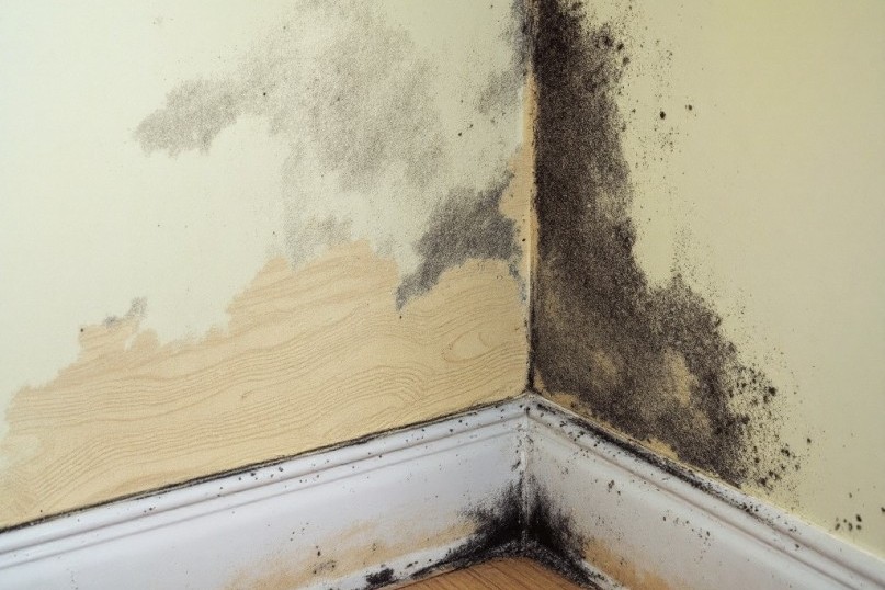 Ein Schimmelpilz ist ein mikroskopisch kleiner Organismus, der zur Klasse der Pilze geh&ouml;rt und in der Natur weit verbreitet vorkommt.